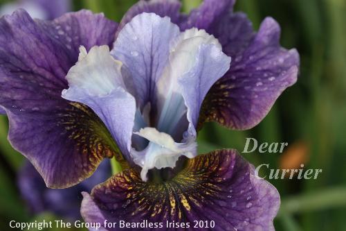 Dear Currier 1.6 (8)